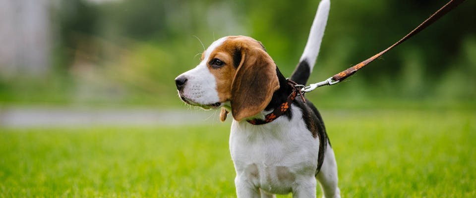 Profile of a Beagle on a leash