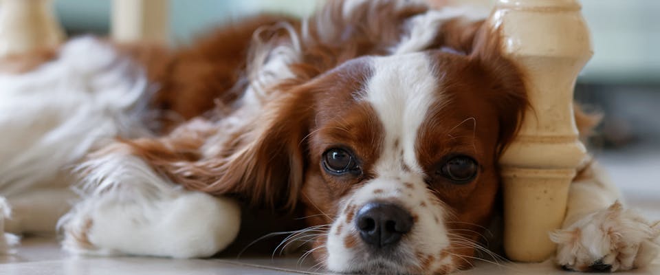 king charles spaniel lying underneath a table indoors 