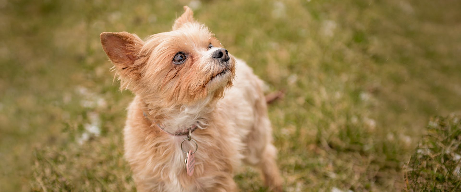 Chihuahua Yorkie Mix Yorkie Chow Short Hair Half Yorkie Half