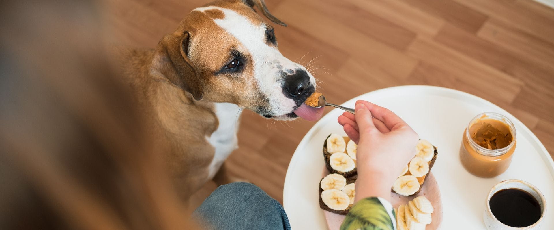 Dog sniffing at a plate of banana on toast and licking a spoon