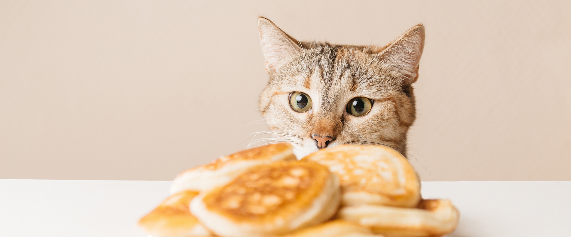 Can Cats Eat Xylitol?
