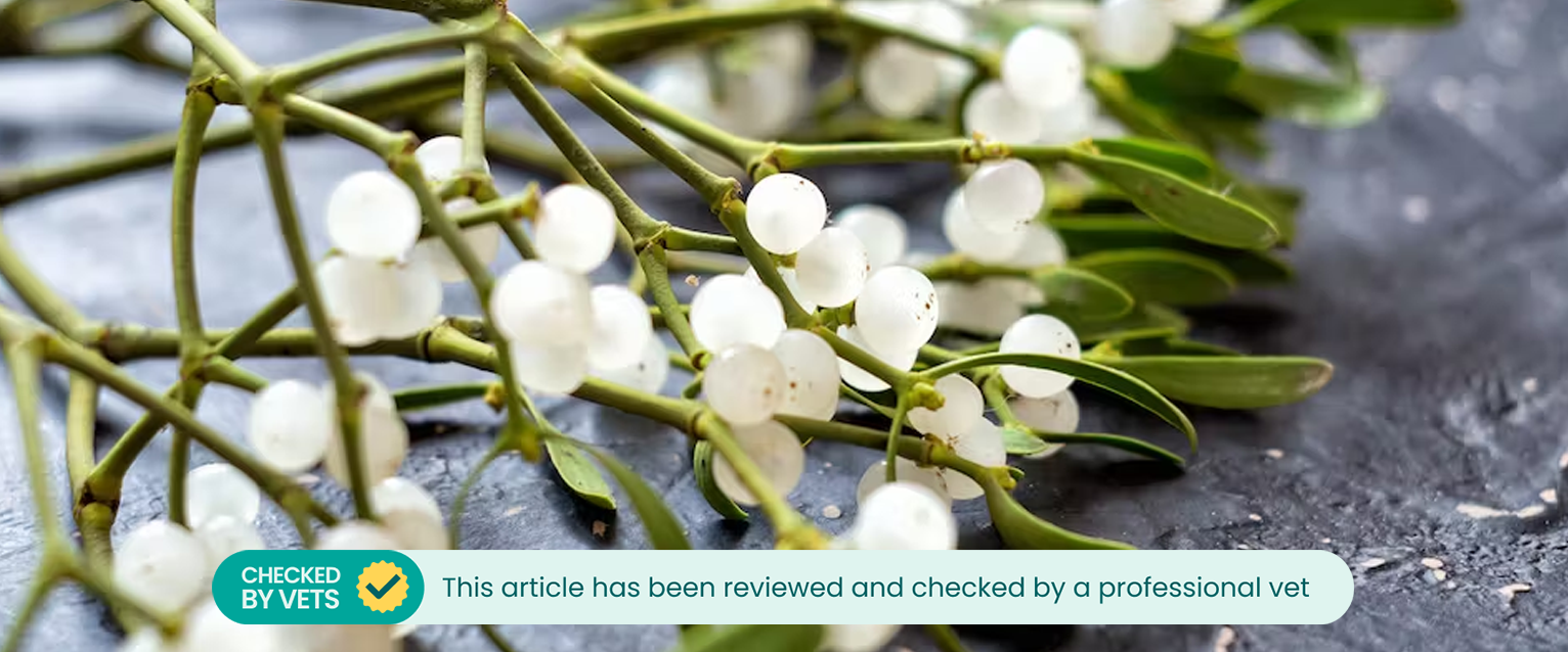 A sprig of mistletoe