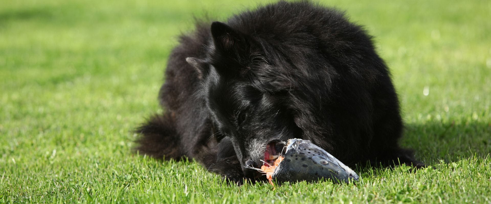 Black dog eating raw salmon