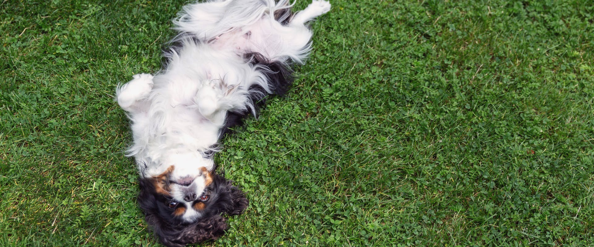 A dog showing belly while lying on some grass.