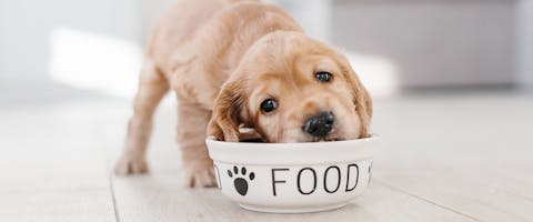 A cute puppy eating from a dog bowl with the words 'Food' and a paw print printed onto it