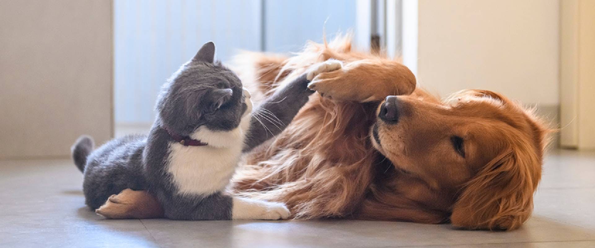 red golden retriever playing with a white and grey cat