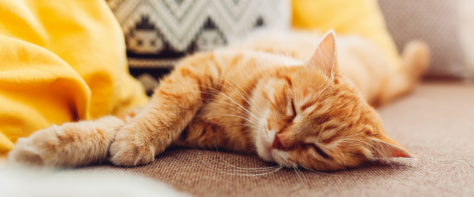 Is My Cat Bored? 5 Signs of Boredom in Cats