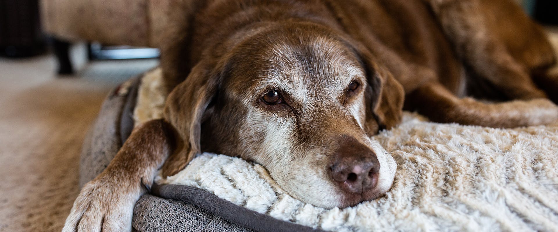 A senior dog sleeping on a large orthopedic dog bed