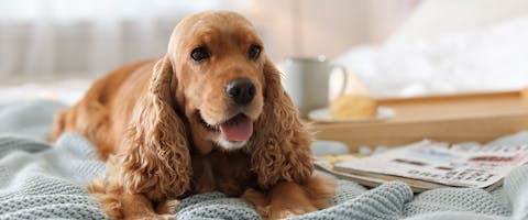 A Cocker Spaniel sitting on a bed