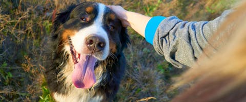 A dog being stroked on the head.