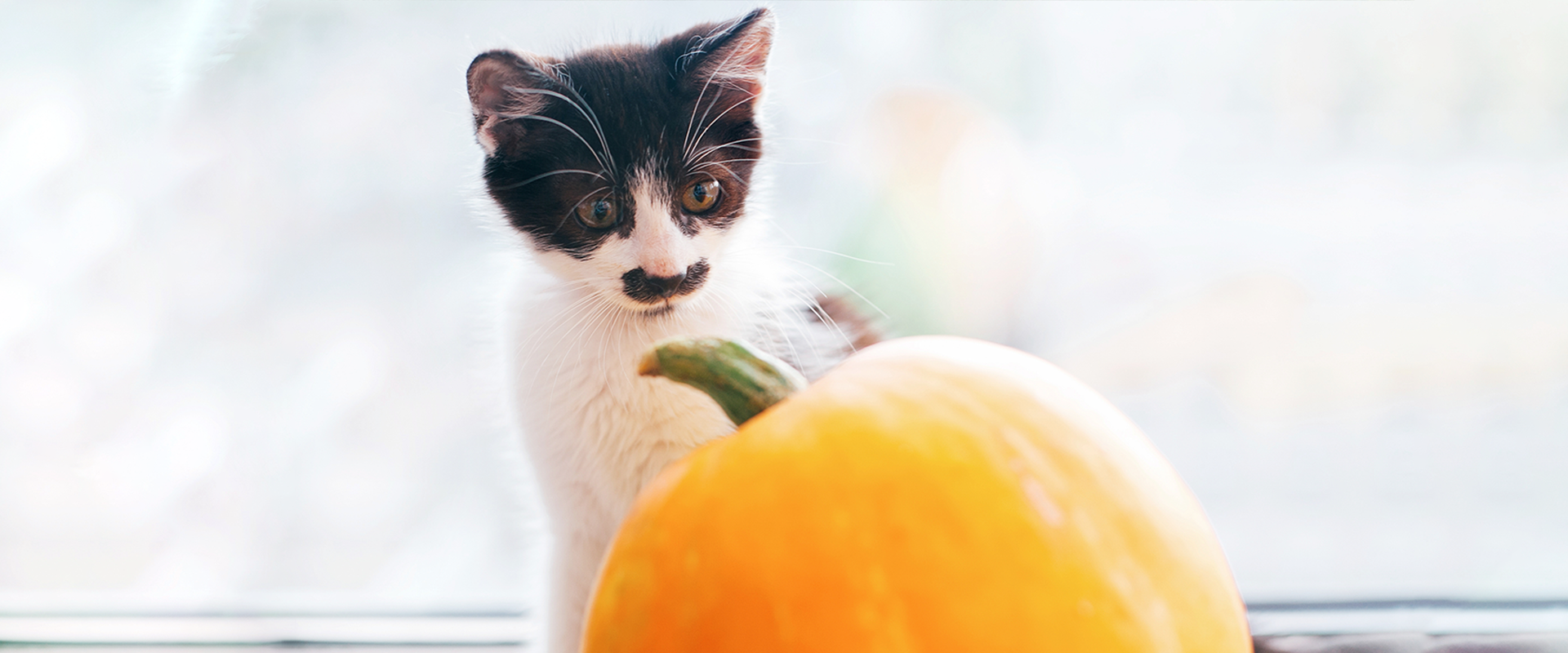 cat loves pumpkin