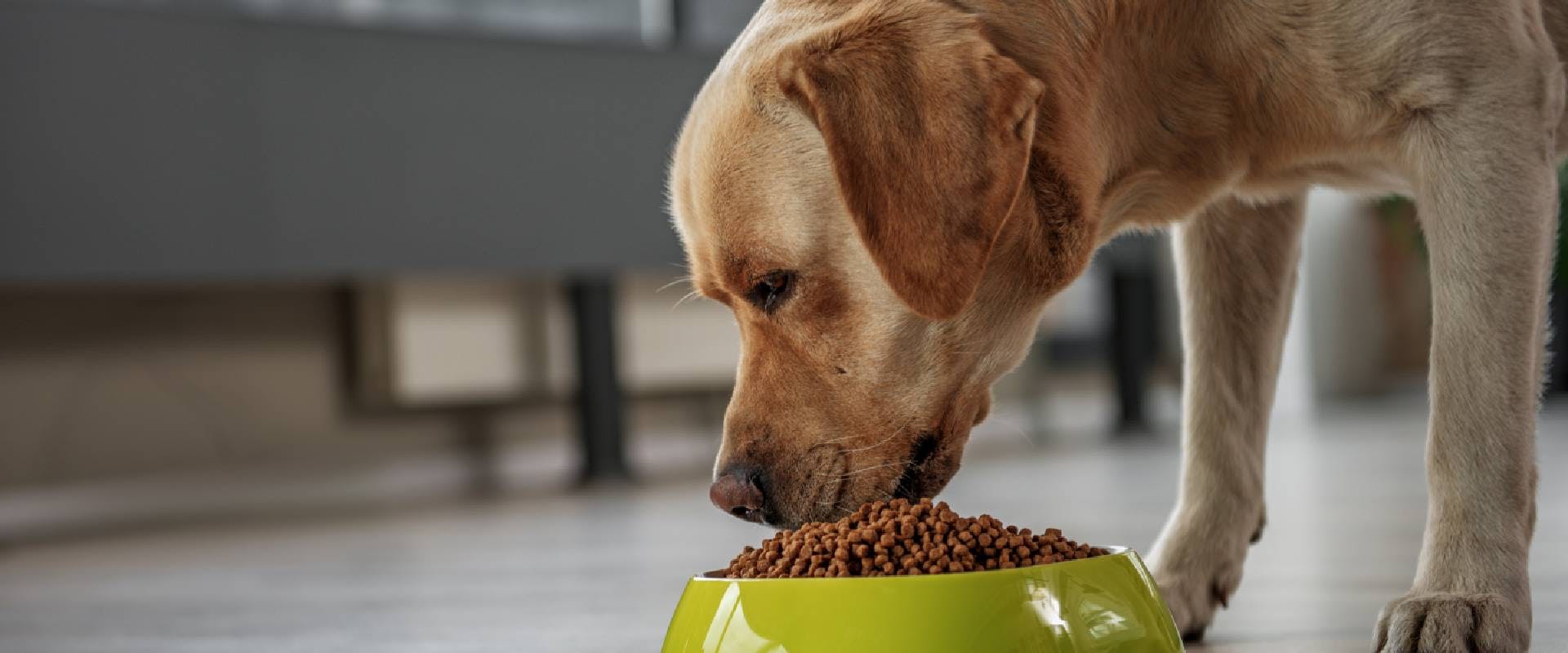 Golden Labrador eating kibble from a dog bowl