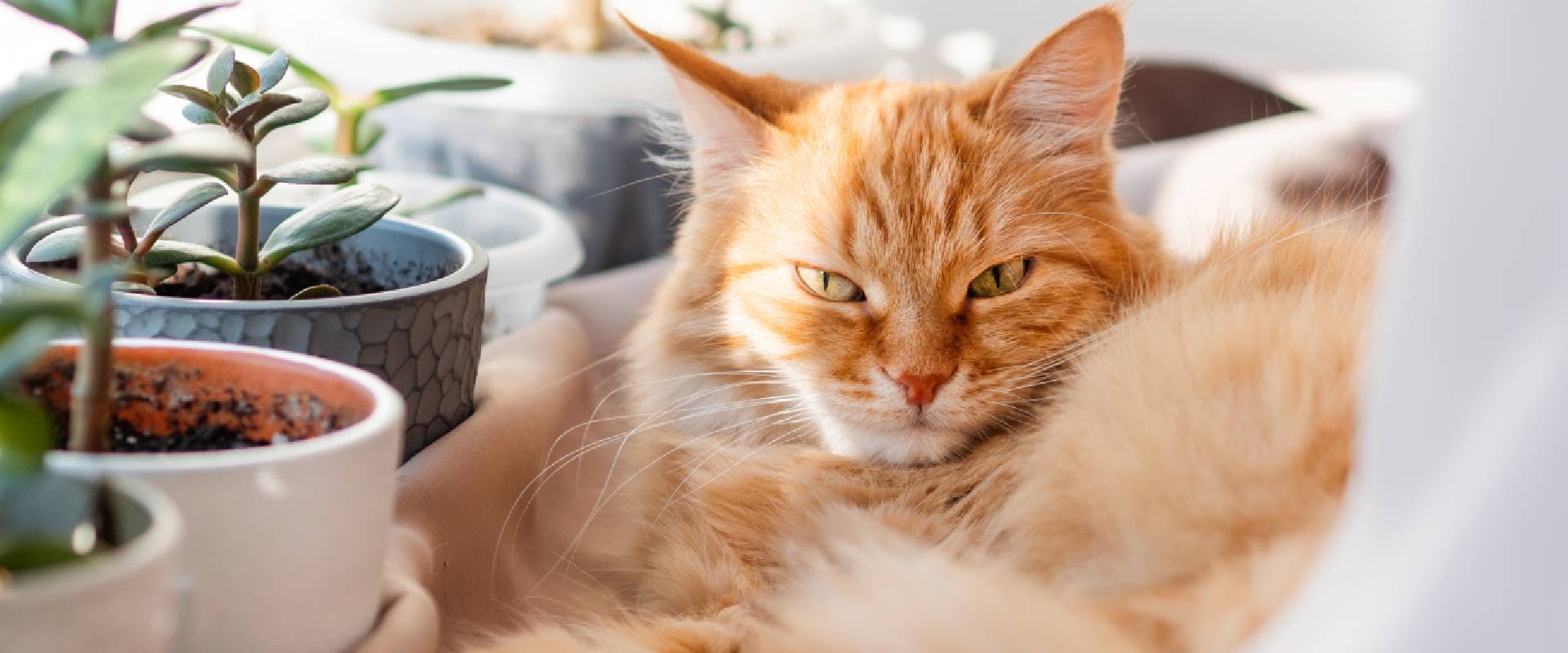 A lethargic ginger cat sat by a window