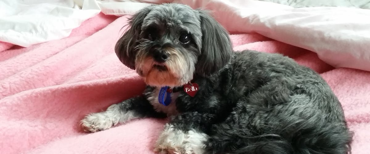 A small grey and white dog sitting on a pink blanket