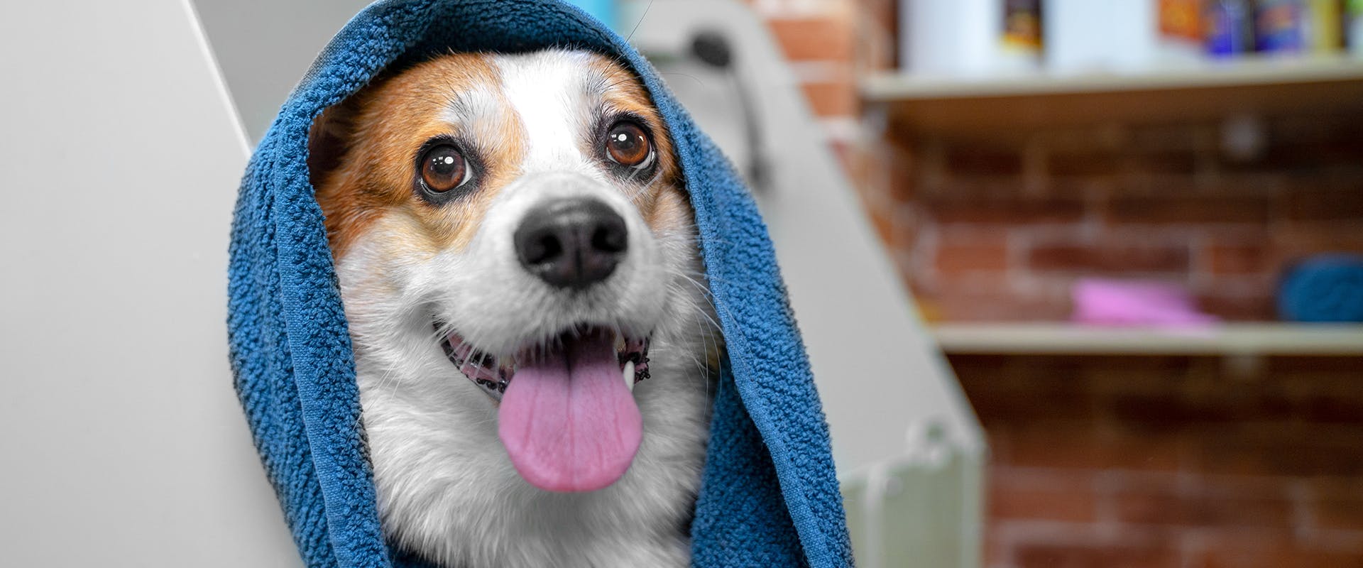 A dog at the groomers, wrapped up in a blue towel