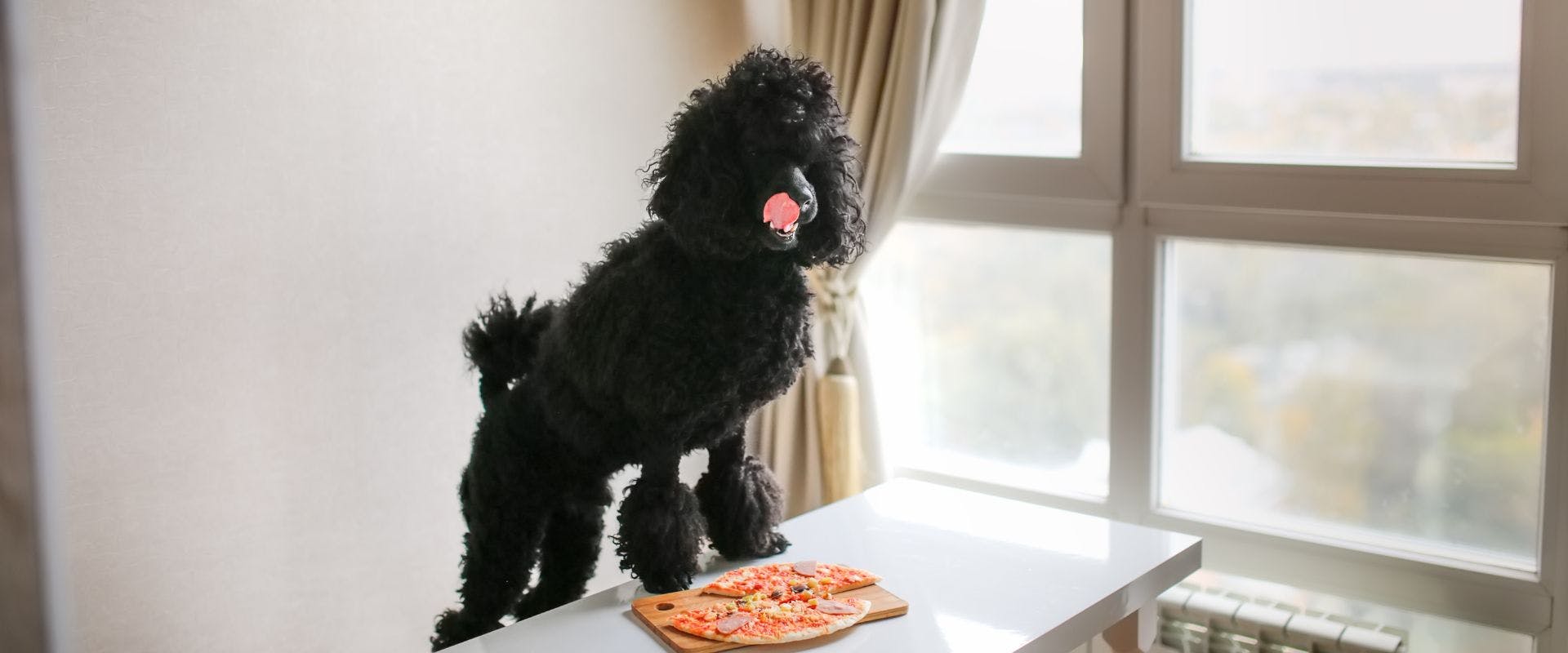 Black poodle dog with tomato pizza