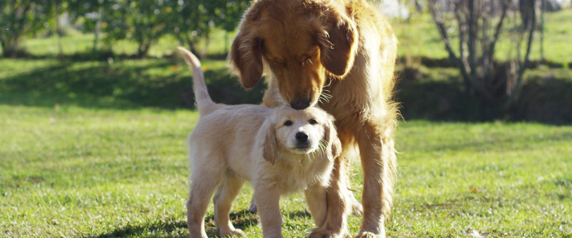 An adult dog sniffs the head of a puppy.