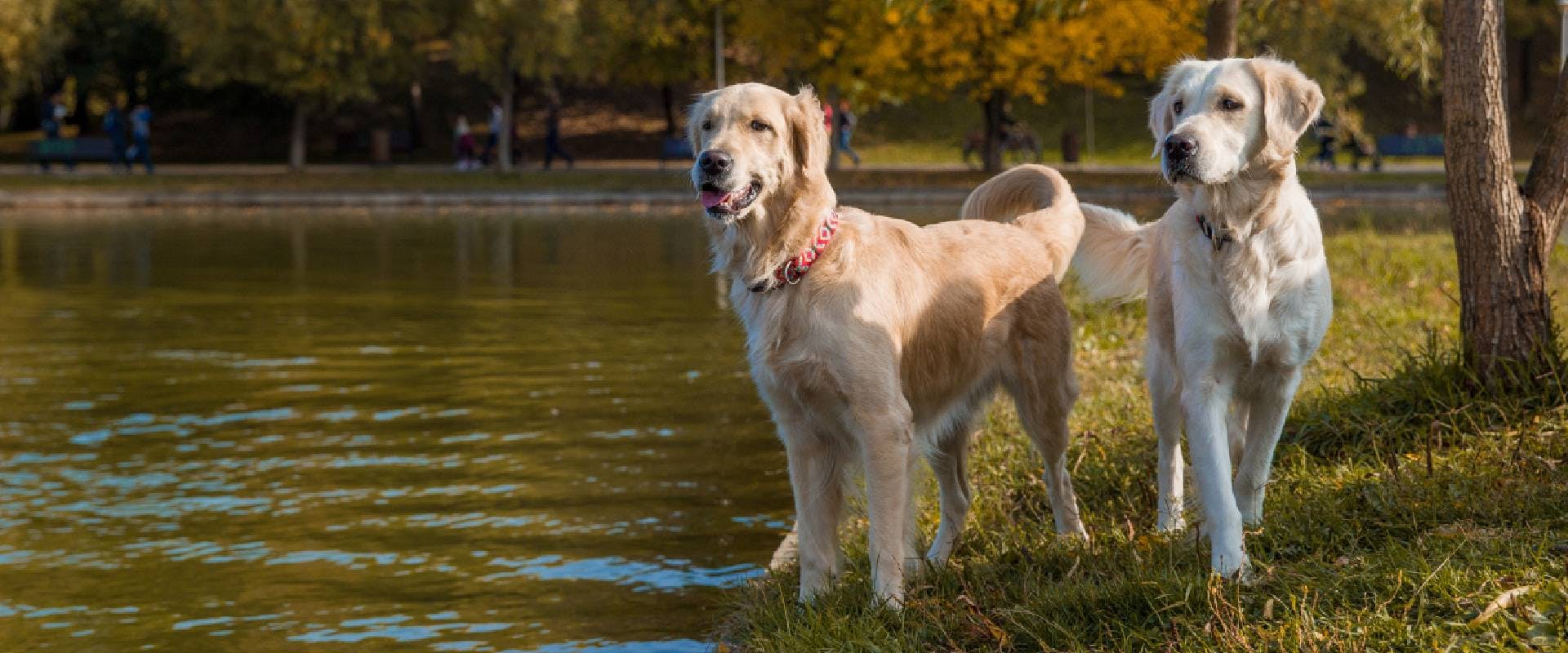 Two Golden Retrievers standing by a lake