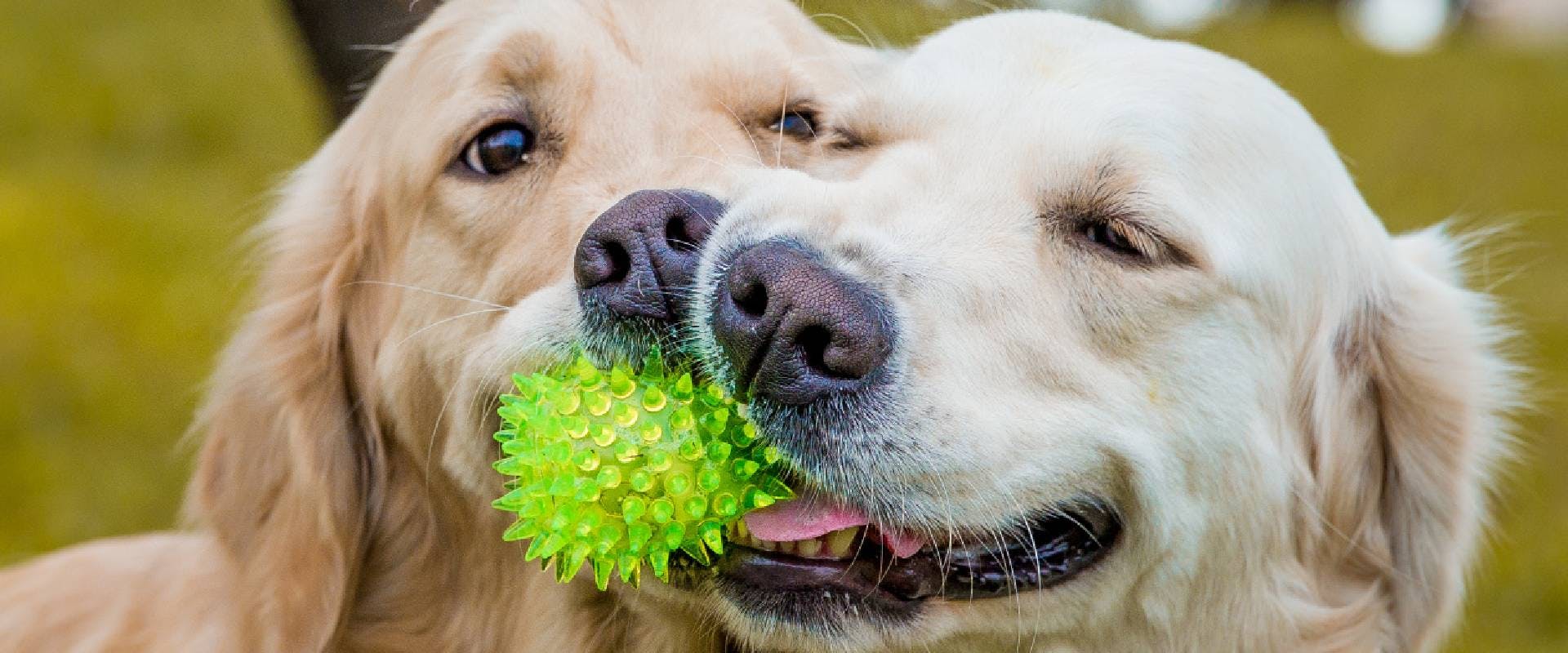 A close-up of two Golden Retrievers playing with a toy