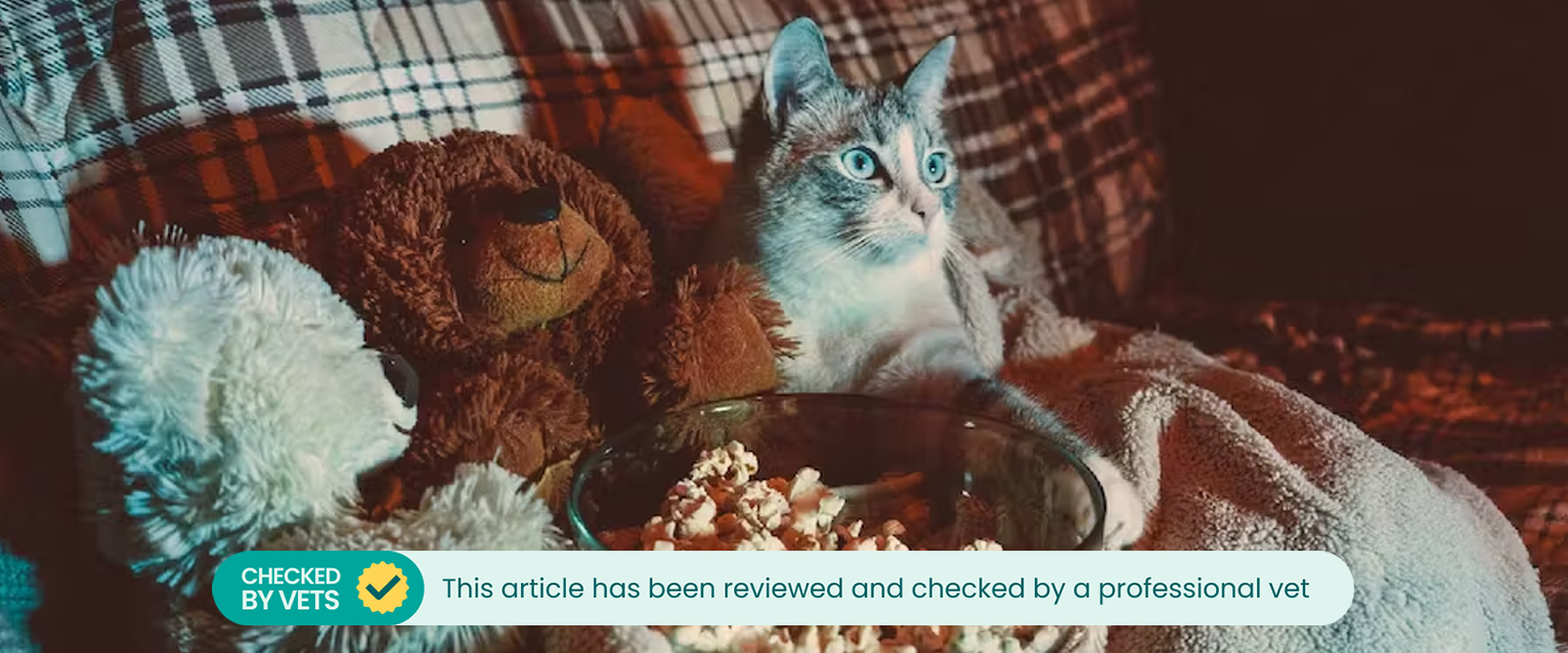 Cat sitting next to a bowl of popcorn with two teddy bears