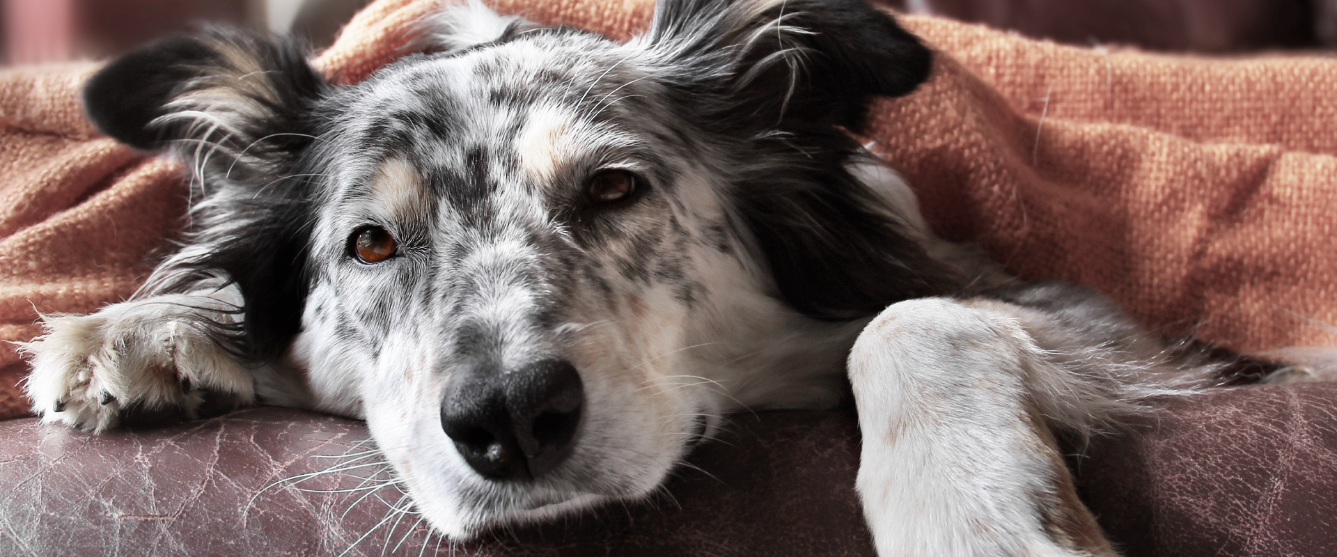 Dog Cold Symptoms Signs Your Pup's Got the Sniffles