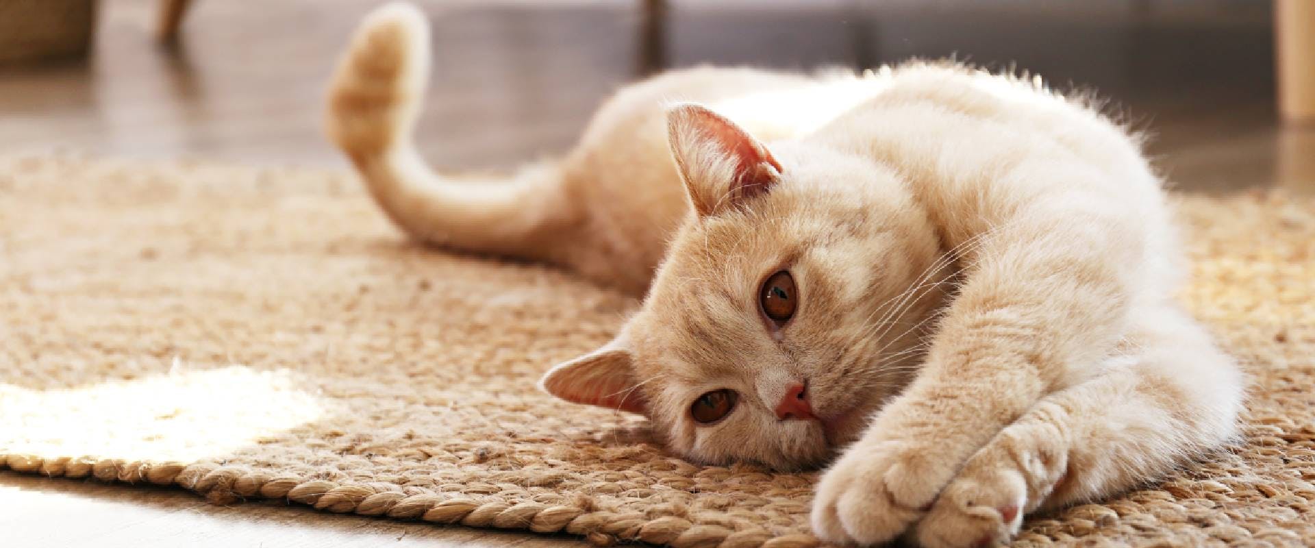 Cute red Scottish fold cat with orange eyes lying on grey textile rug at home.