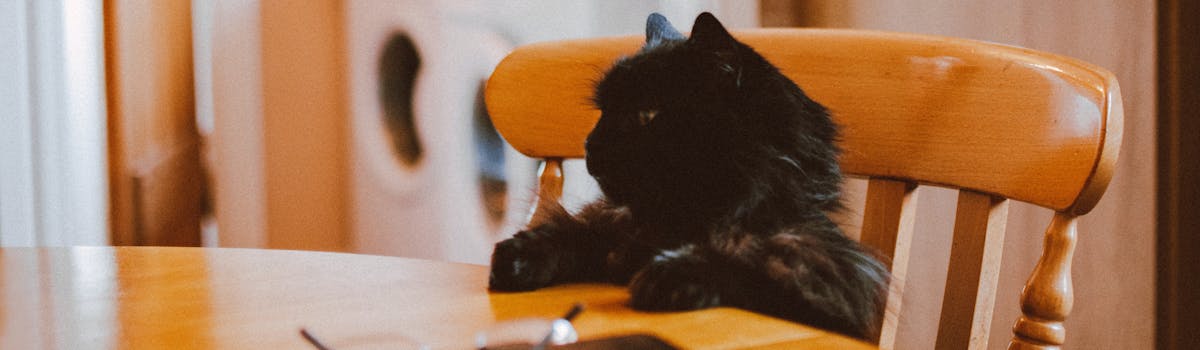 A black cat sitting on a chair with its paws on the kitchen table