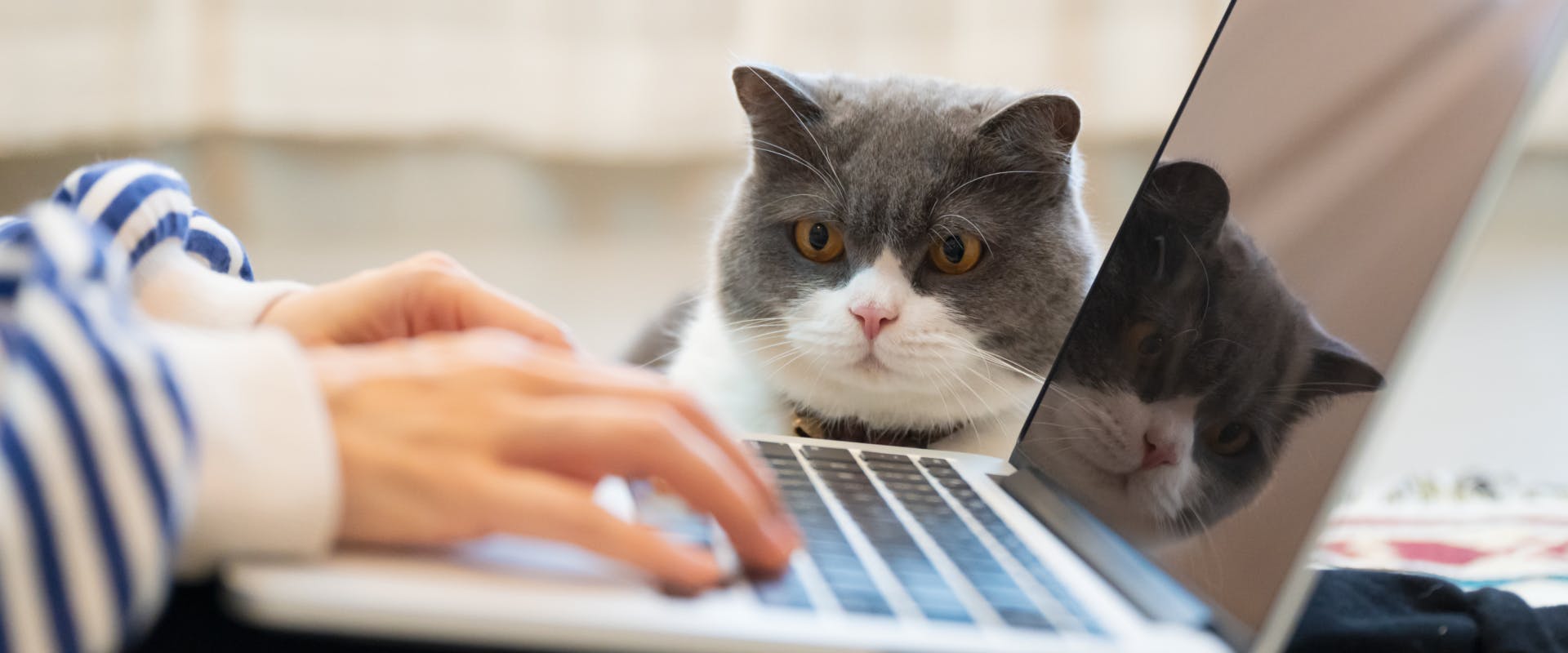 domesticat shorthair gray and white catch watching a human type on a laptop