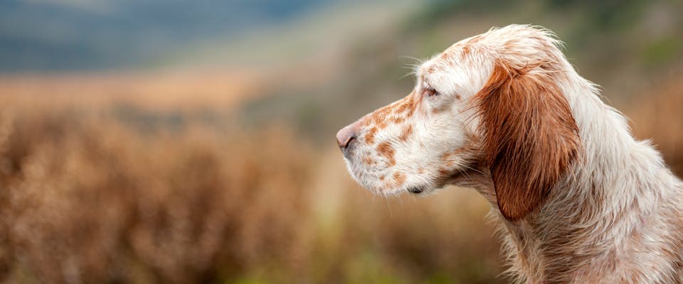 hunting dog looking out over a moor