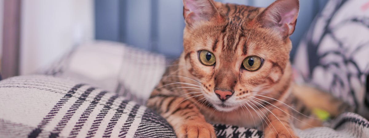 A tabby cat sitting on a blanket