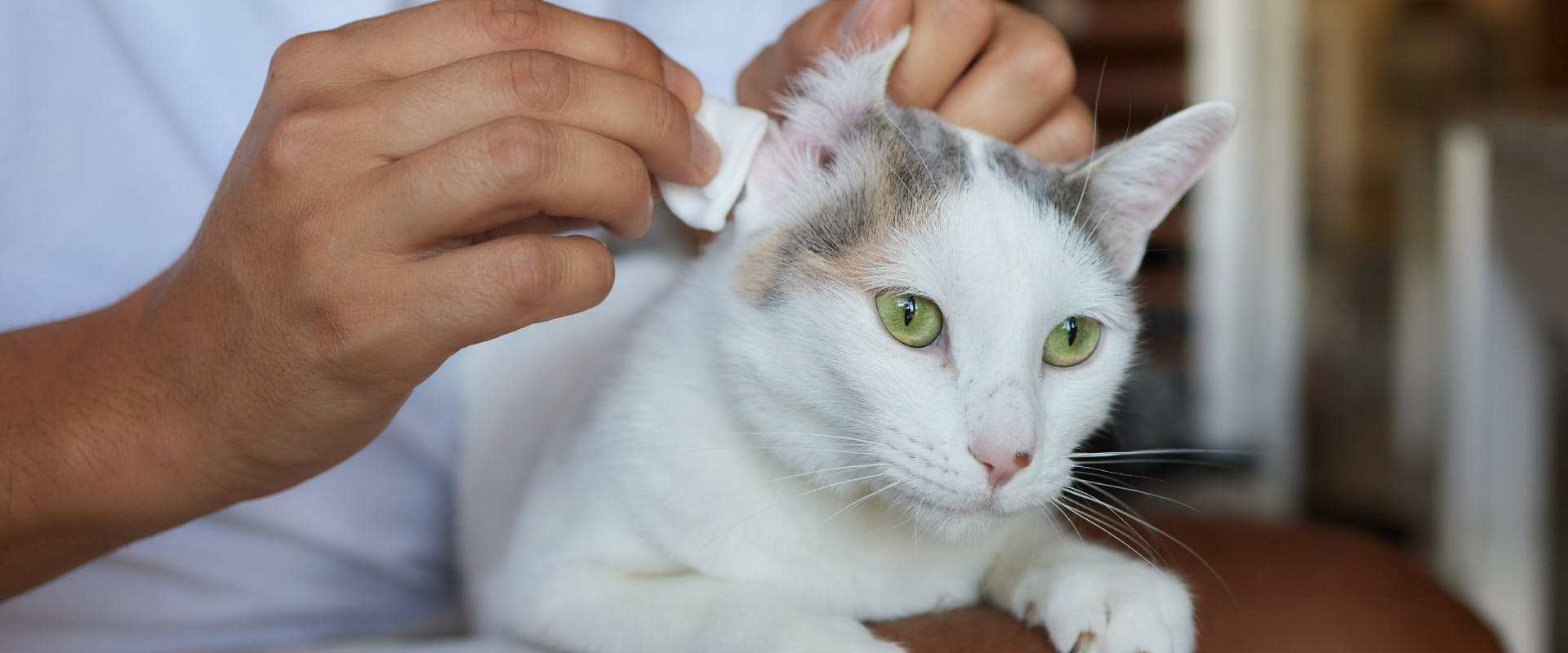 calico cat having its ear cleaned by a vet