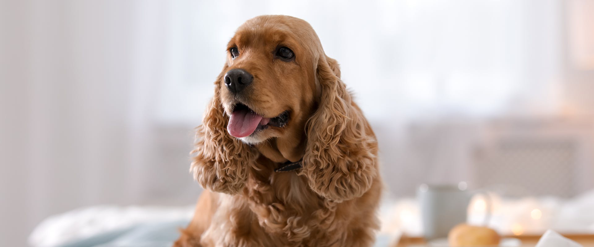 what kind of dog has floppy ears