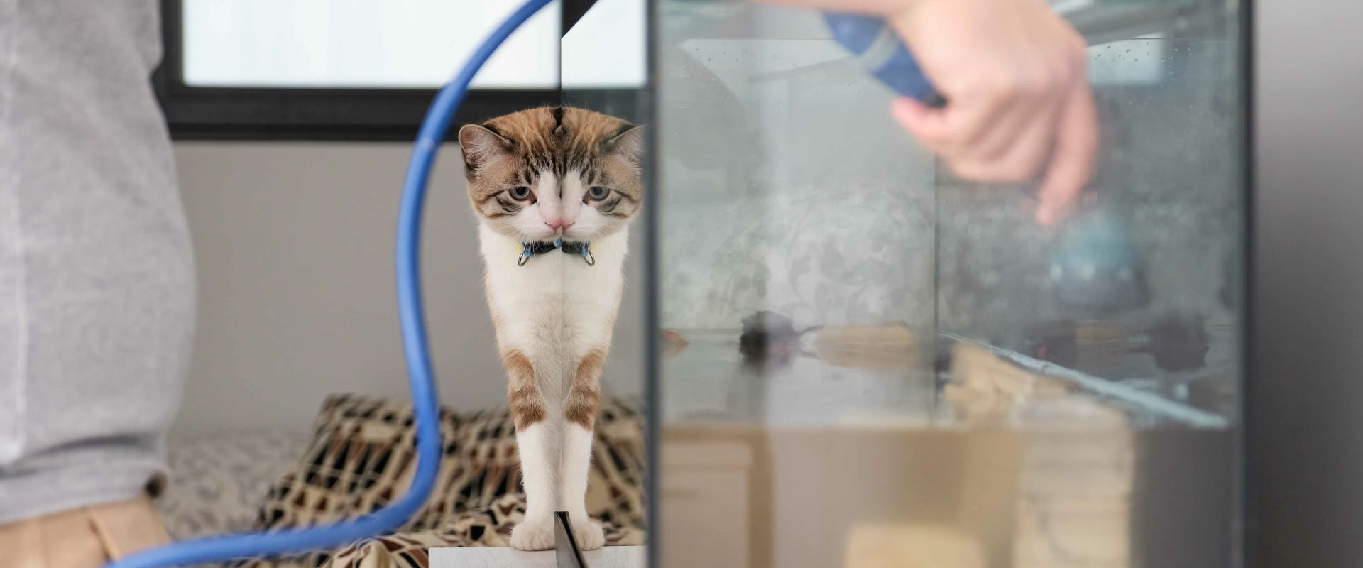 a cat watching a human fill up a fish tank with water from a blue hose