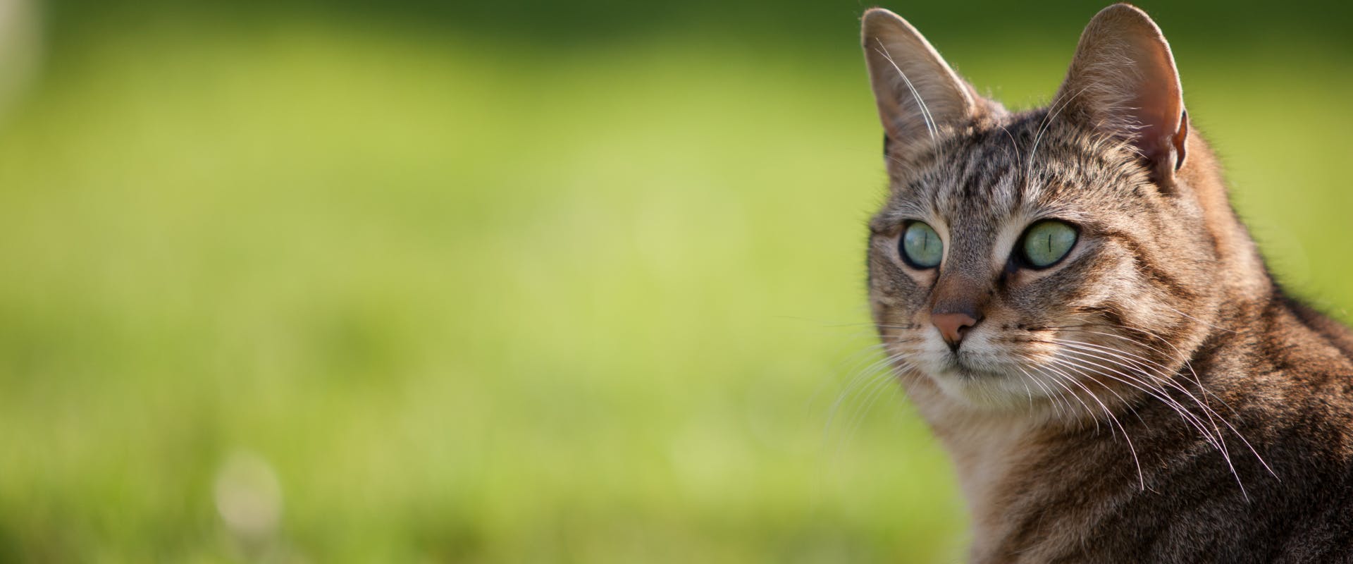 tabby cat with green eyes cat in a field