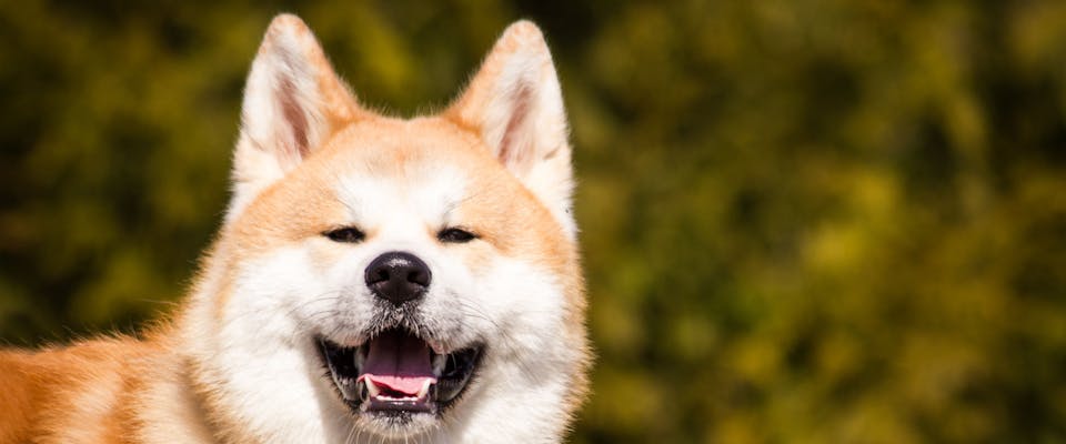shiba inu with pointy ears looking at the camera