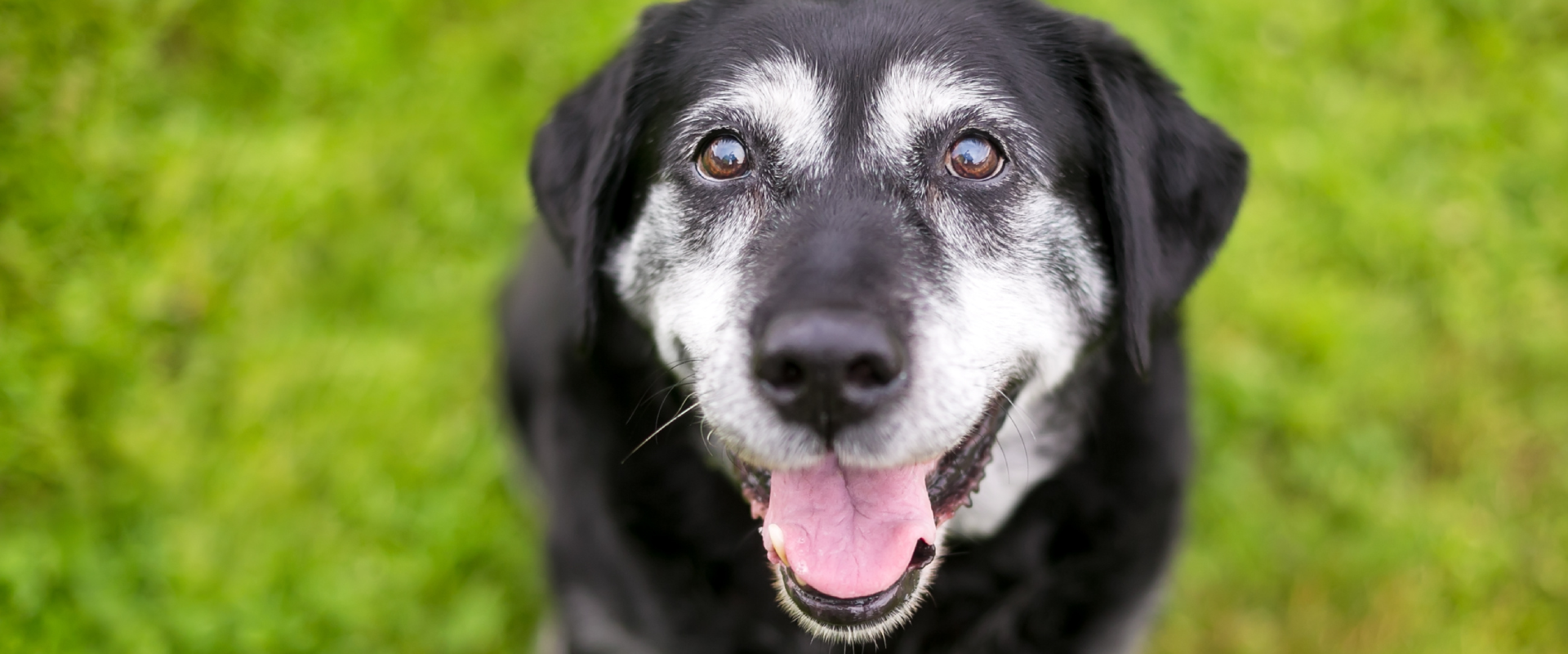 a black senior dog with a graying face sat on a patch of grass looking up at the camera