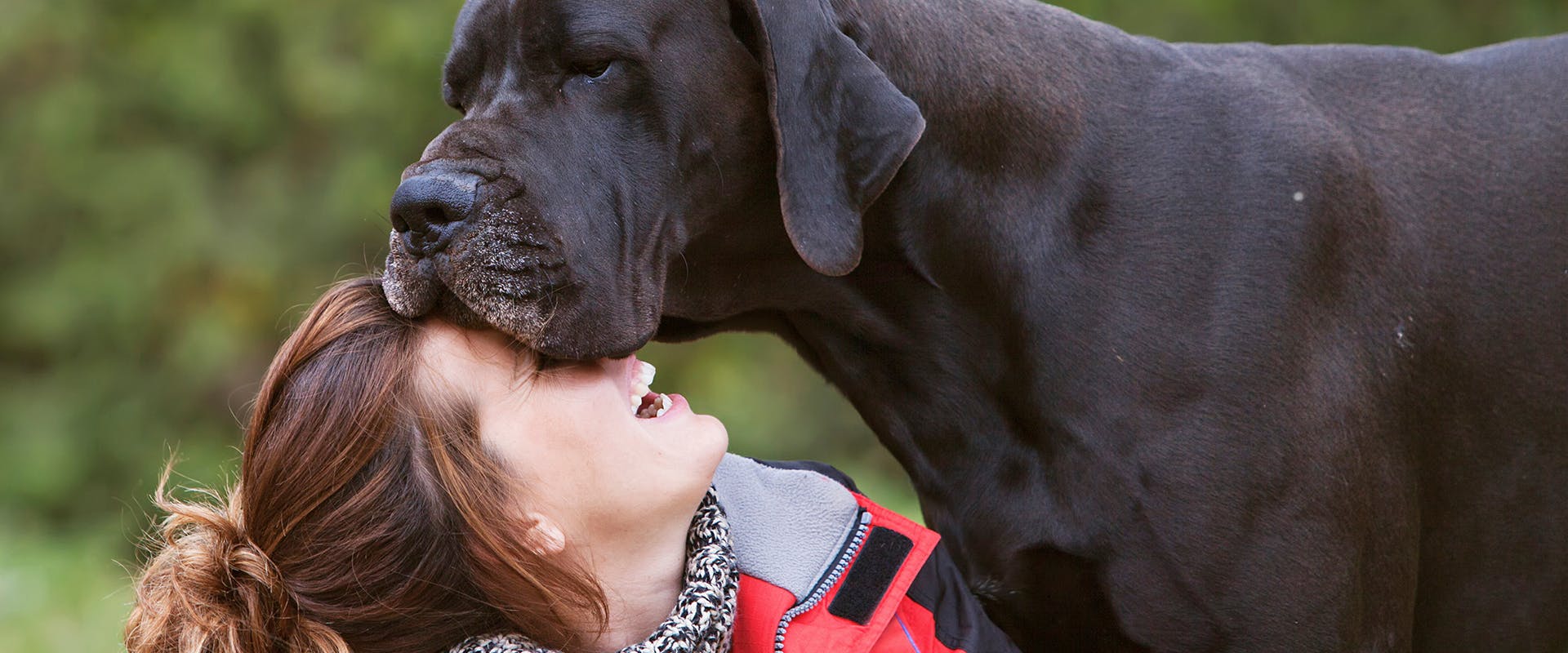A Great Dane resting his head on a woman, who is laughing and joyful