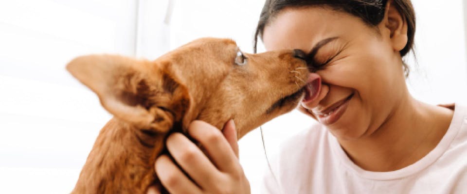 Dog licking person's face