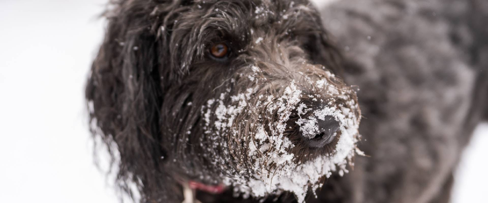 Labradoodle in the snow
