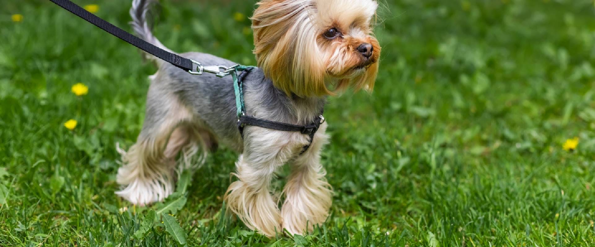 Yorkshire Terrier on a lead
