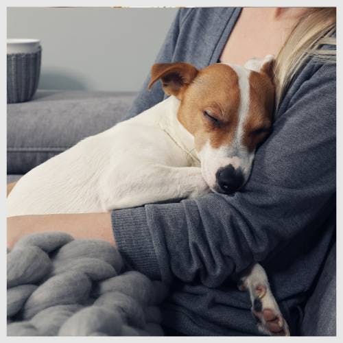 A brown and white dog sitting on a sofa cuddled up to a dog sitter.