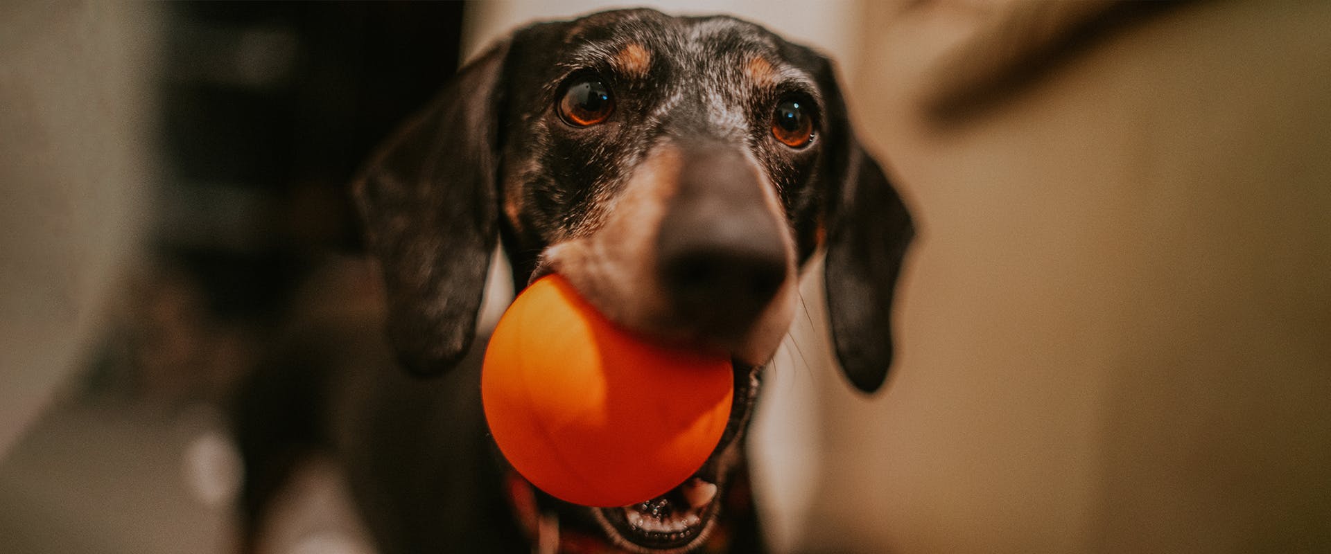 A cute Dachshund dog with an orange ball in its mouth