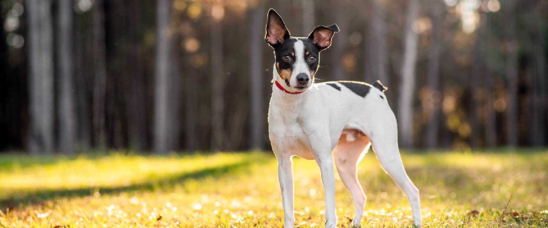 Rat Terrier