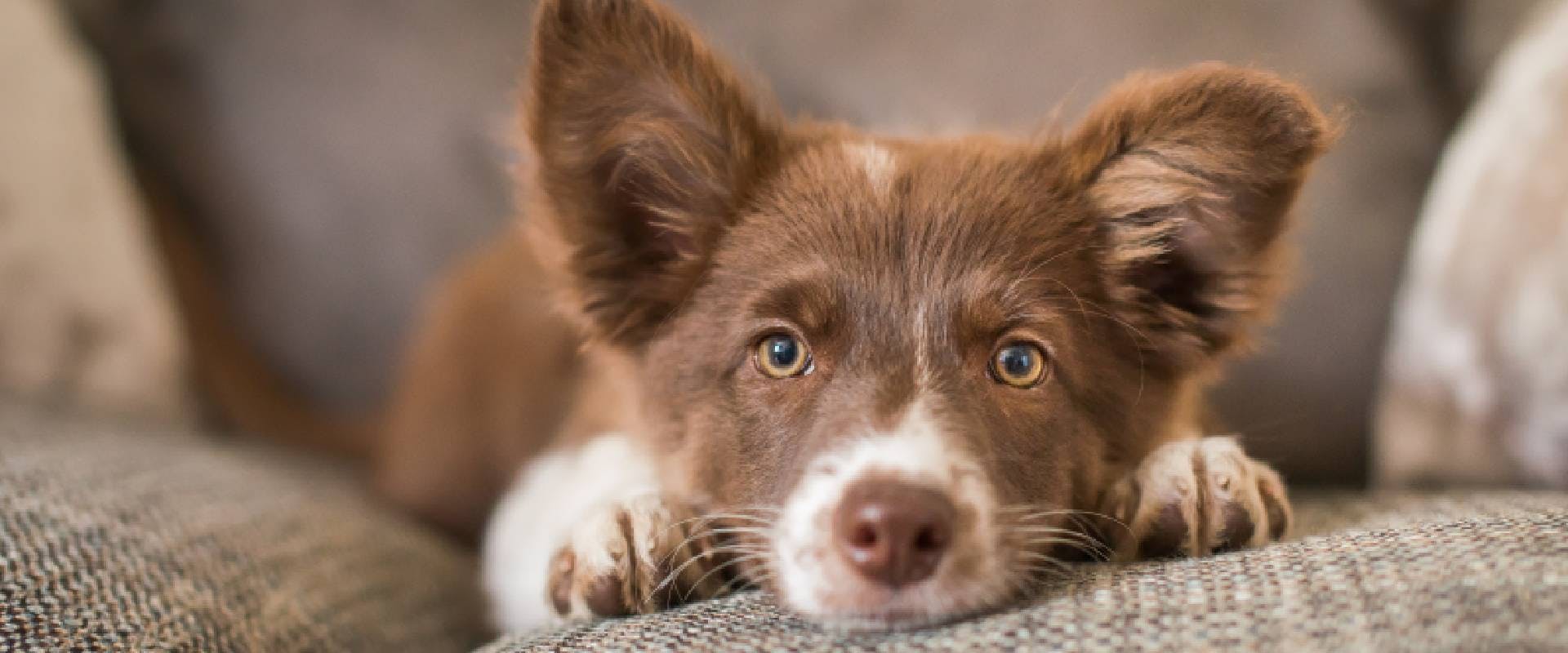 Close-up of a Border Collie on a sofa