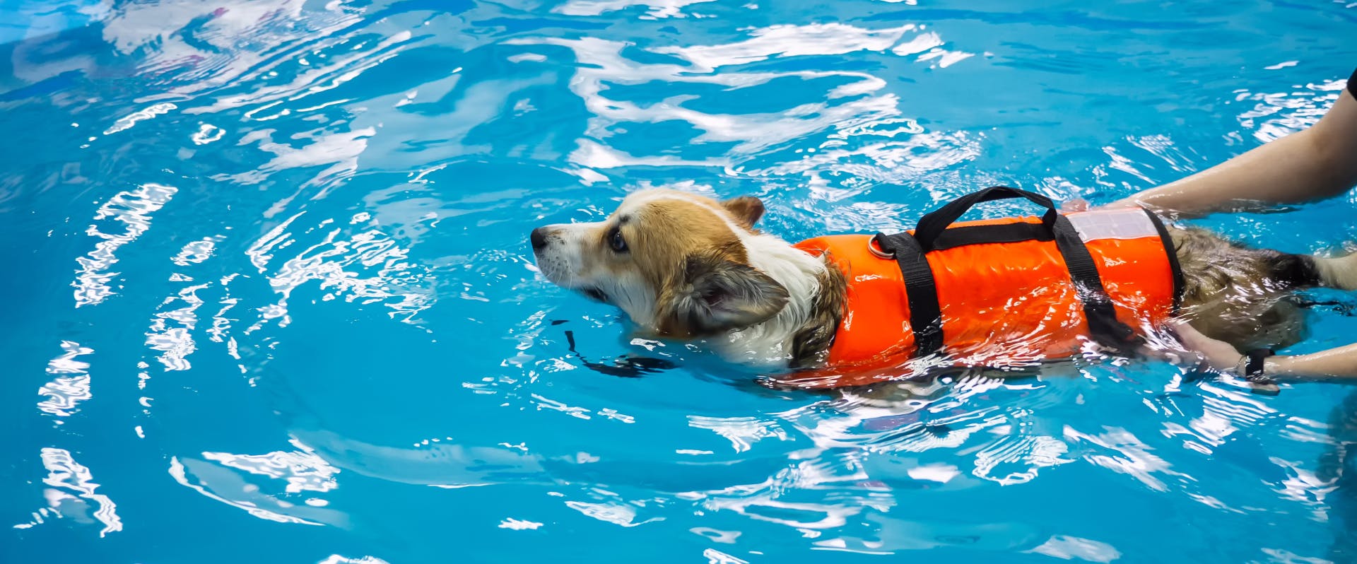A corgi in a swimming pool wearing an orange dog life vest
