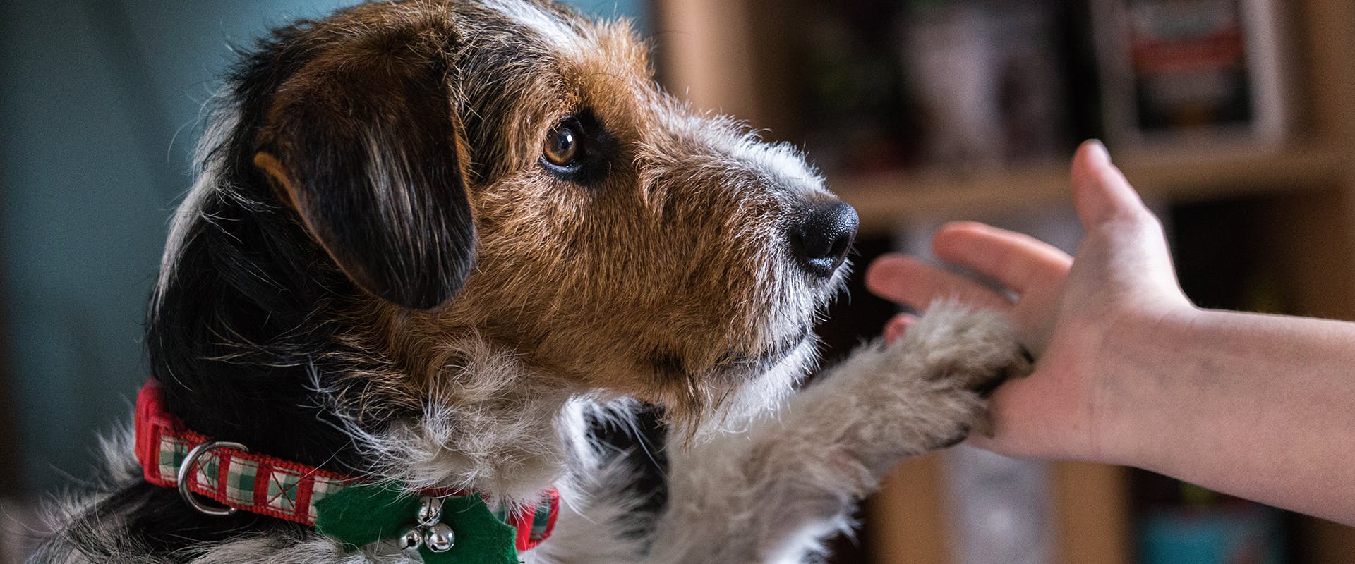 A dog wearing a Christmas dog collar giving a person his paw