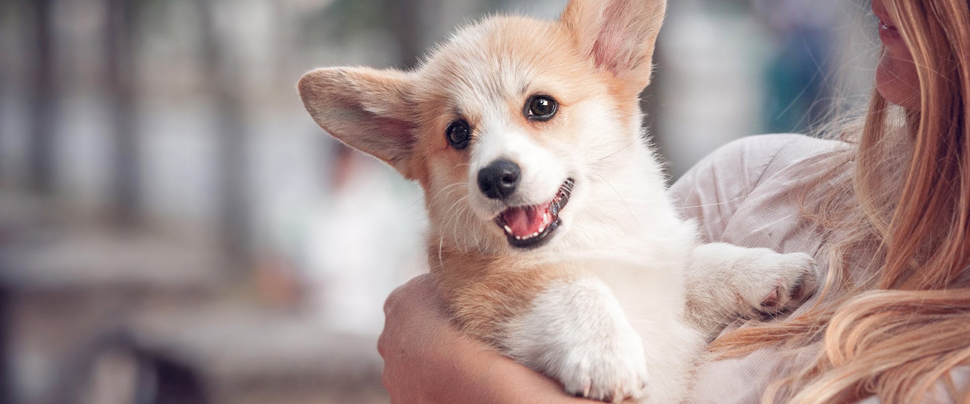 When is a dog not a puppy anymore? A woman holding a cute, happy-looking Corgi puppy, who is staring at the camera