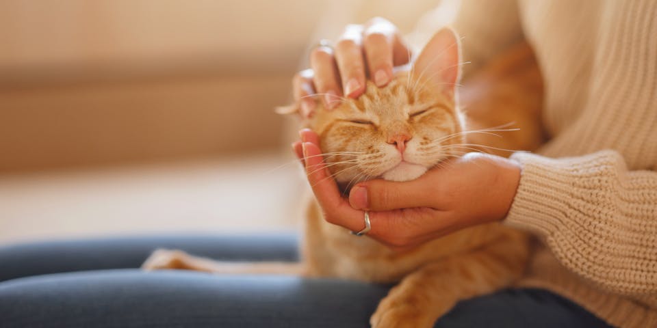 Ginger tabby cat with owner