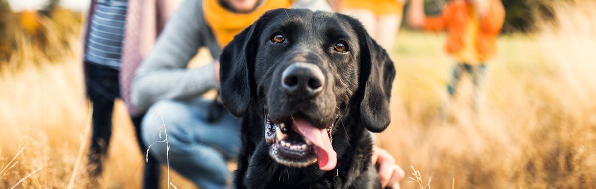 A black Labrador in a field with its tongue hanging out