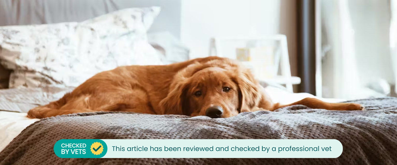 Small brown dog laying on a bed
